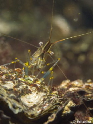 Gewone steurgarnaal, palaemon serratus by Eduard Bello 